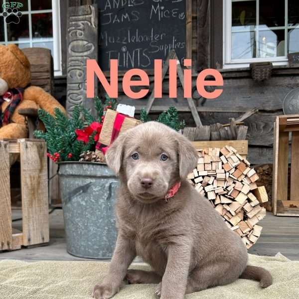 Nellie, Silver Labrador Retriever Puppy